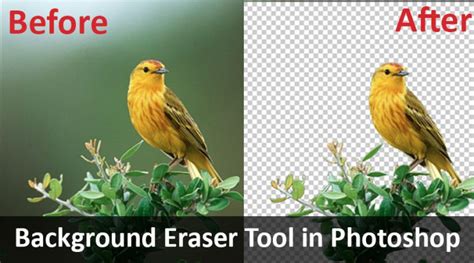 Background Eraser Tool in Photoshop | How to Use background eraser tool