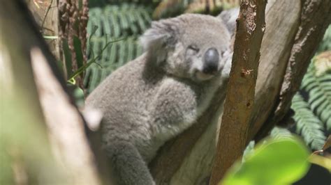 Koalas, Taronga Zoo, Sydney, Dec 4, 2019 - YouTube