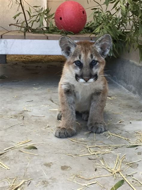 Two Newly Orphaned Mountain Lion Cubs Receiving TLC at Oakland Zoo ...