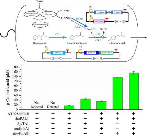 Molecules | Free Full-Text | De Novo Biosynthesis of p-Coumaric Acid in ...