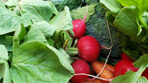 Free Images : radishes, farmers market, natural foods, radish, local ...