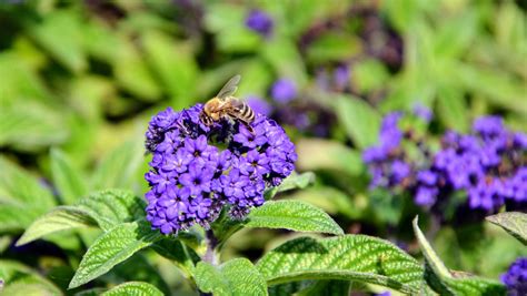 15 Different Types of Lantana (All Lantana Varieties) - PlantSnap