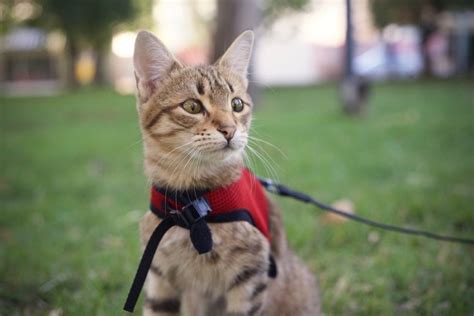 Make your own cat harness | Animal Wellness Magazine