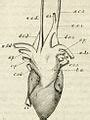 Category:Crocodilia anatomy - Wikimedia Commons