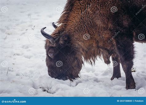 Wisent in Poland stock photo. Image of bonasus, podlasie - 203738808