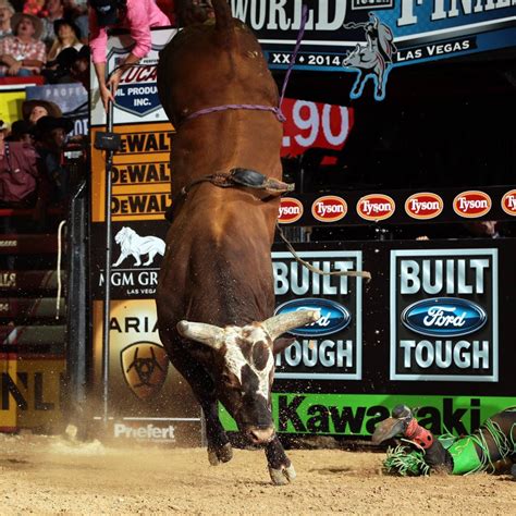 Bushwacker! Greatest buckin' bull ever! | Pbr bull riding, Bull riders, Bull riding