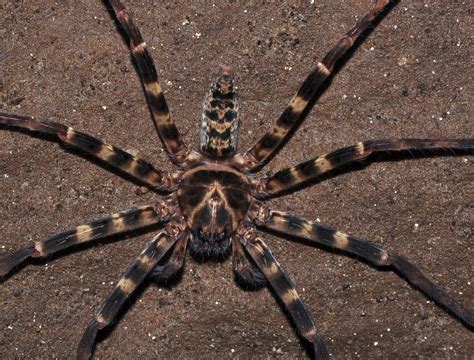 Cave huntsman spider (Sparassidae ?) | Gunung Leuser Nationa… | Flickr