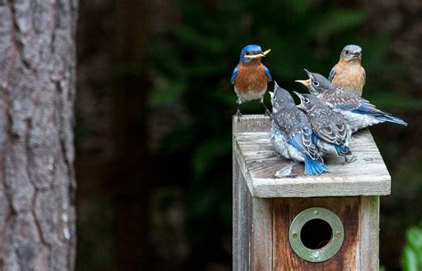 A Guide to Nesting Birds in New York | Audubon New York