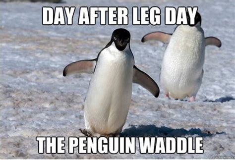 The Penguin Waddle Pictures, Photos, and Images for Facebook, Tumblr ...