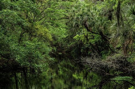 Hillsborough River Photograph by Dominic DeFazio - Fine Art America