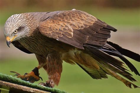 Red-Tailed Hawk Feather Meaning & Symbolism