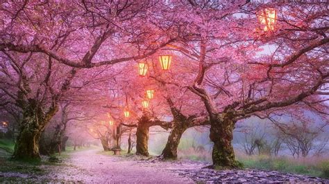 HD wallpaper: flora, light trails, twilight, sakura, minato-ward, japan ...