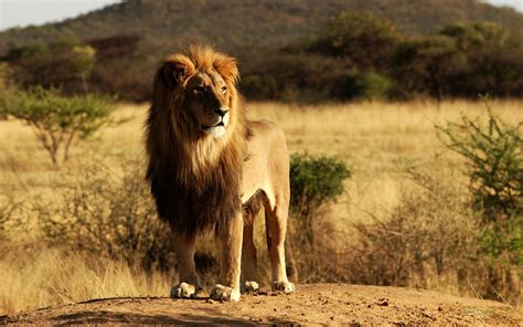 Wonderful Wallpaper Of Lion: A Lion On The Grassland Of Africa | Free Wallpaper World