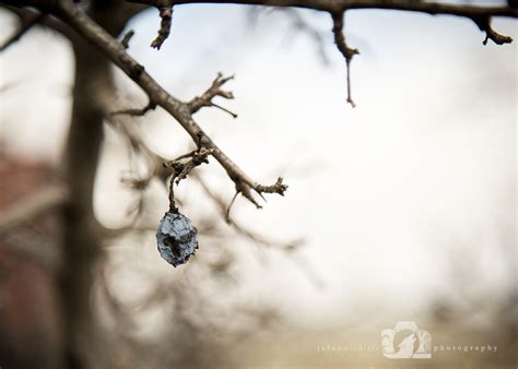 Beauty in the Details – jo foo wildlife photography