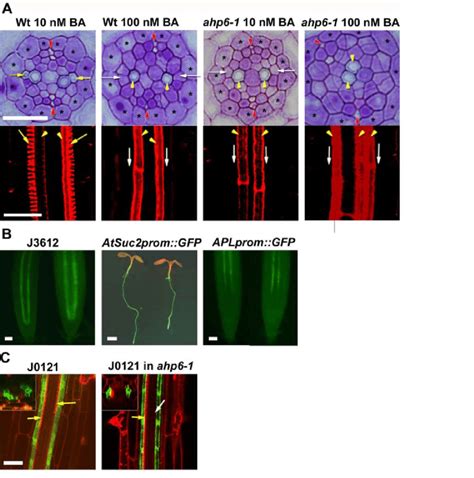 Fig. S2. Cytokinin inhibits protoxylem differentiation. (A) Protoxylem... | Download Scientific ...