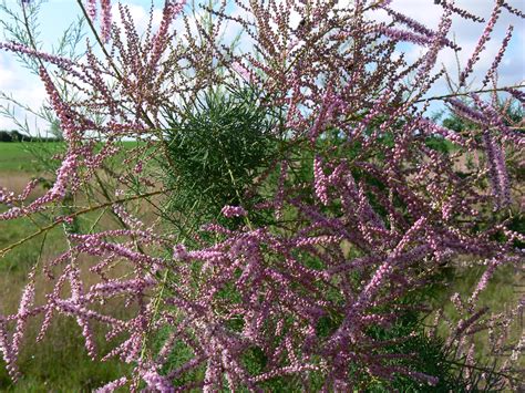 Tamarix ramosissima 'Pink Cascade' - tamarisk