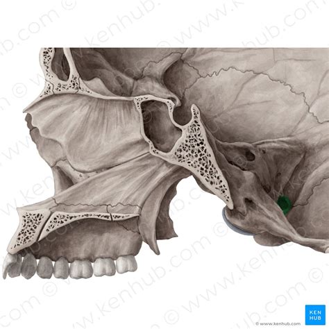 Palatine bone: Anatomy, borders and development | Kenhub