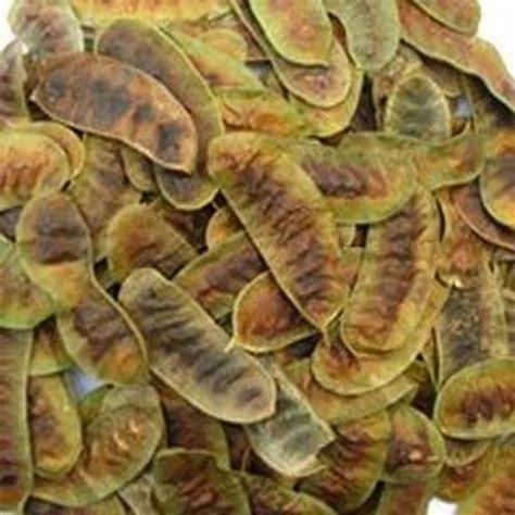 Senna Pod at Rs 35/kilogram | सेना पॉड्स in Sojat | ID: 11079354733