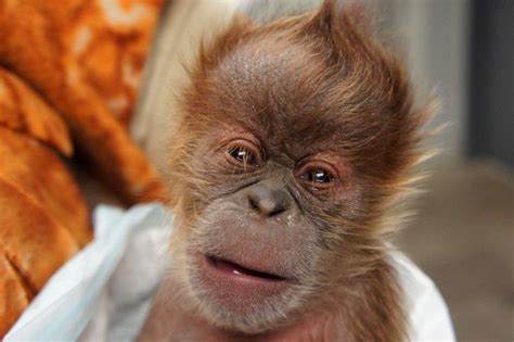 Baby Orangutan Born Through C-Section at Zoo in the US