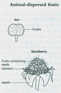 Seed dispersal - Biology Notes for IGCSE 2014