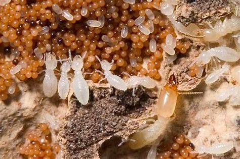 Termite Eggs: What do termite eggs look like and how to kill them