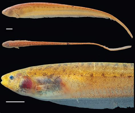 Sciency Thoughts: Two new species of Electric Knifefish from the Amazonian river system.