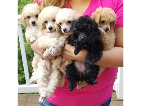 For Sale Tiny toy poodle puppies Bronx - Puppies for Sale Near Me