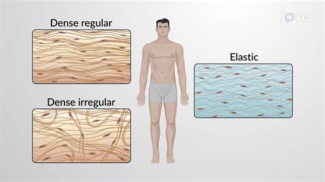 Dense Connective Tissue | Anatomy and Physiology | JoVe