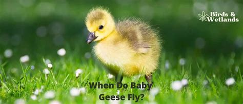 When Do Baby Geese Fly? Milestones in Their Journey to Flight - Birds ...