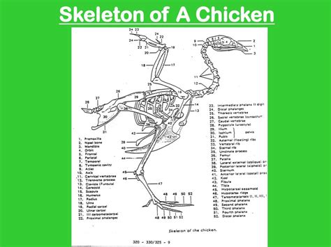 PPT - Comparative Skeletal Systems & External Anatomy of Livestock and ...