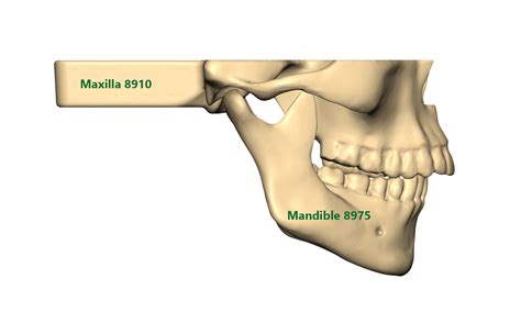 Mandible And Maxilla Anatomy