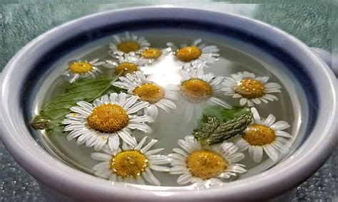 Fresh Chamomile Mint Tea | Recipe And Health Benefits | Veggums