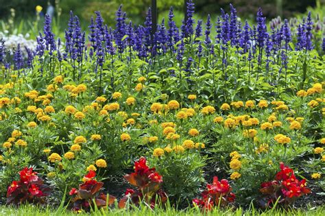 Marigold Plant Companions - Learn About Marigold Companion Planting | Gardening Know How