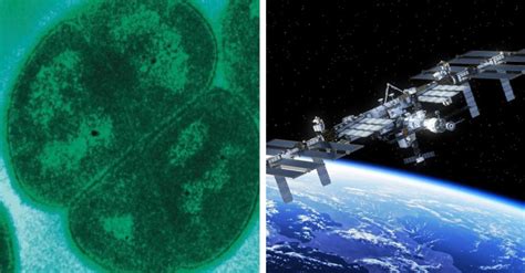 Radiation-Resistant Bacteria Can Travel to Mars, Study Says