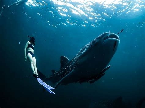 Whale shark health dependent on habitat, nutrition, and right mix of ...