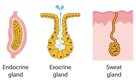 870+ Exocrine Gland Stock Illustrations, Royalty-Free Vector Graphics & Clip Art - iStock