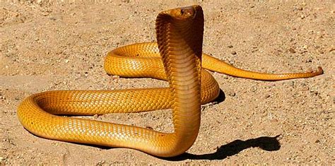 Cape Cobra Facts and Pictures | Reptile Fact