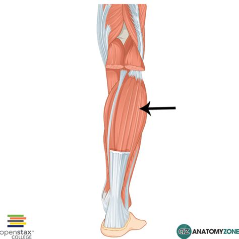 Soleus Muscle • Muscular, Musculoskeletal • AnatomyZone