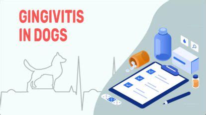 Gingivitis In Dogs - Symptoms, Causes, & Treatments - Petmoo