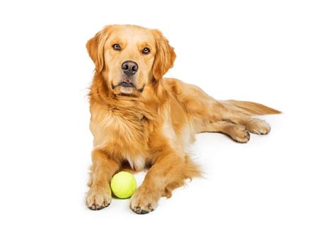 Premium Photo | Golden retriever dog with tennis ball