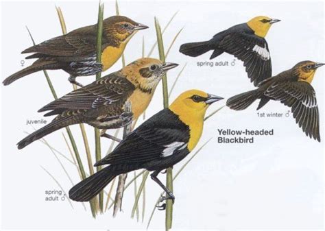 Yellow-Headed Blackbird migration patterns | Birds, Animal pictures, Black bird