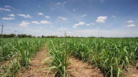 What Are The 4 Finest Facts Of Sugarcane Farming All Across India?