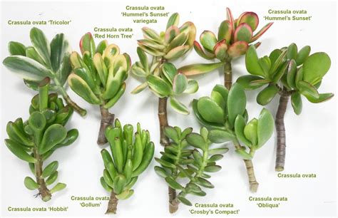 Crassula ovata – Artofit