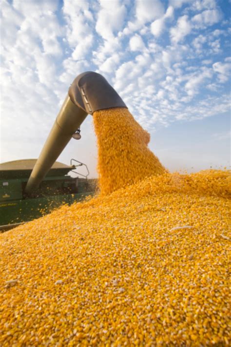 Mexico Looking at Argentina, Brazil, for Yellow Corn