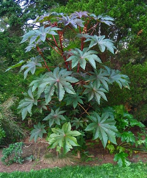 Ricinus communis 'Impala' - a bold plant for pots or borders | Flora | Pinterest | Photos ...