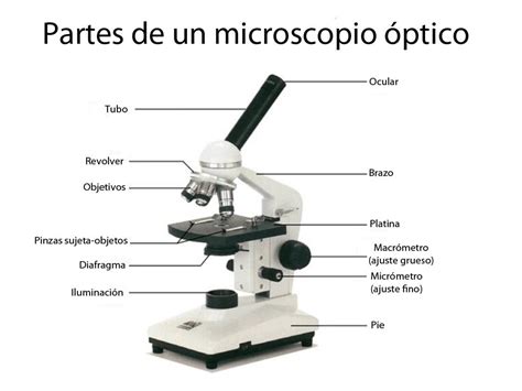 único viuda Anguila que es el microscopio y sus partes agudo definido famélico