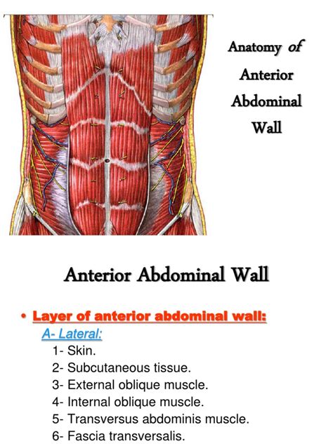 Anterior Abdominal Wall | Abdomen | Human Anatomy