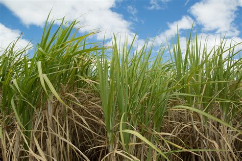 UPL launches Biobac microbiological nematicide for sugarcane - Revista Cultivar