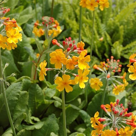 JDA Primula bulleyana