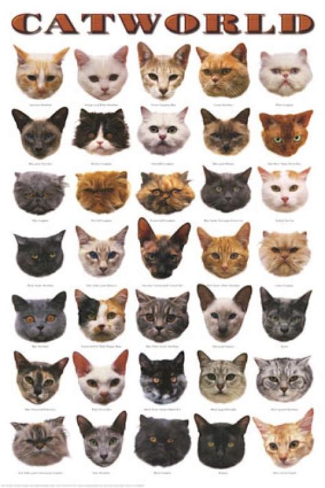 a poster with many different types of cats on it's face and the words cat world